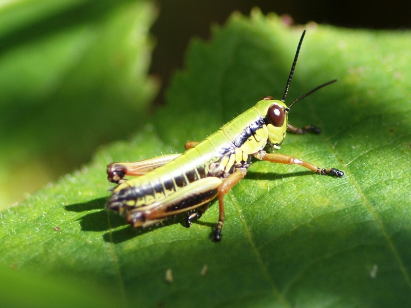 Acrididae